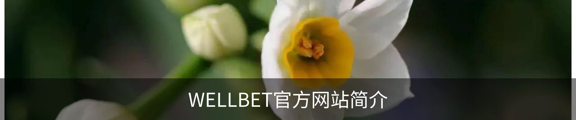 WELLBET官方网站简介