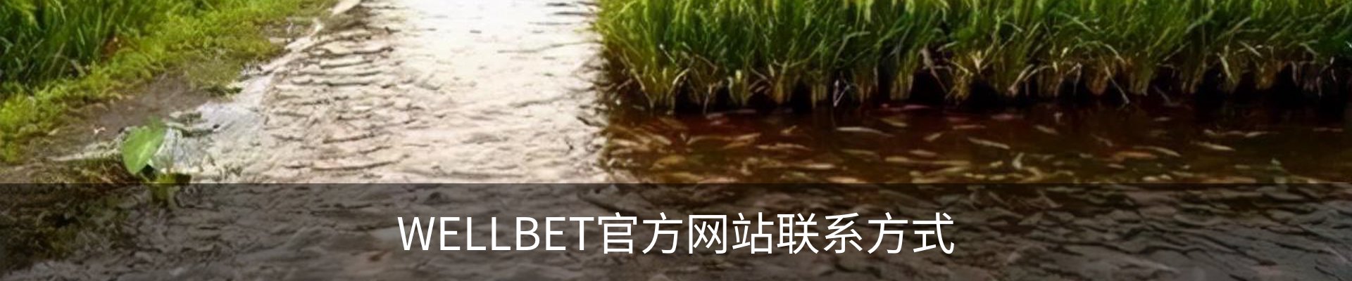 WELLBET官方网站联系方式